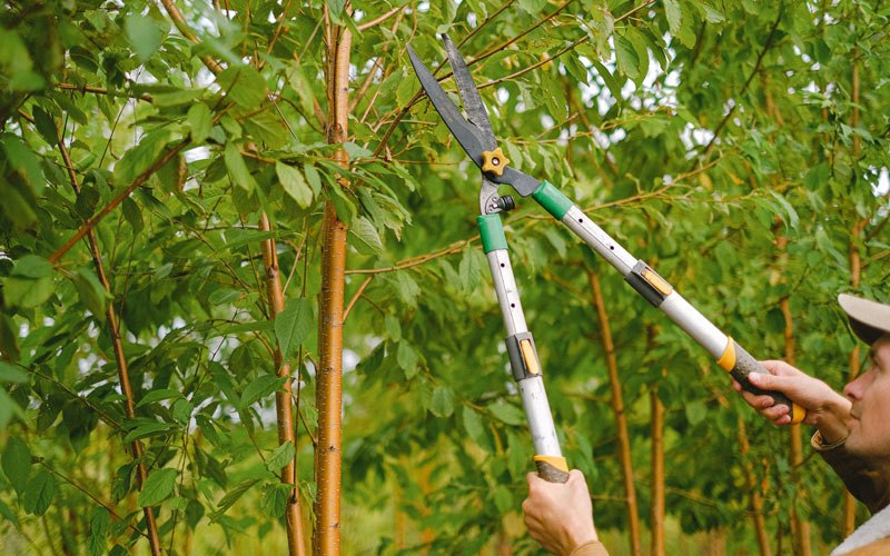 Tree trimming in Pickerington, OH